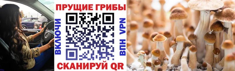 Псилоцибиновые грибы GOLDEN TEACHER  Купить  Кизляр 